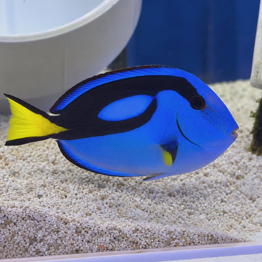 Blue Hippo Tang WYSIWYG
