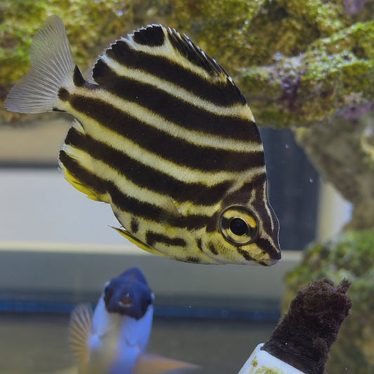 Australian Stripey WYSIWYG