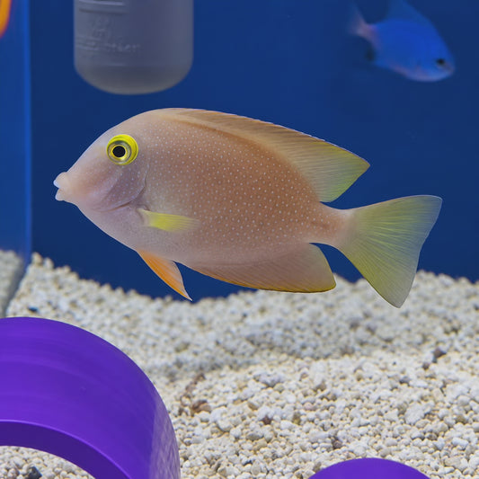 Yellow Eyed Spotted Kole Tang WYSIWYG