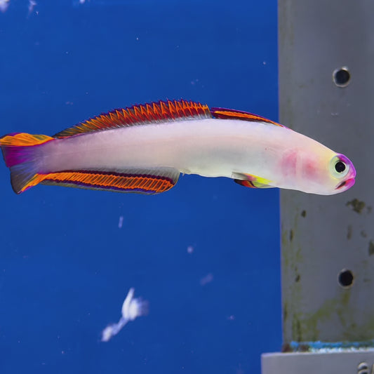 Purple Firefish Goby WYSIWYG