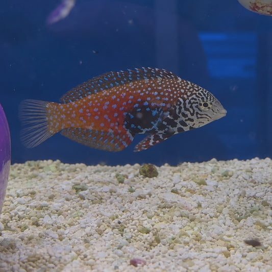Blue Star Leopard Wrasse WYSIWYG
