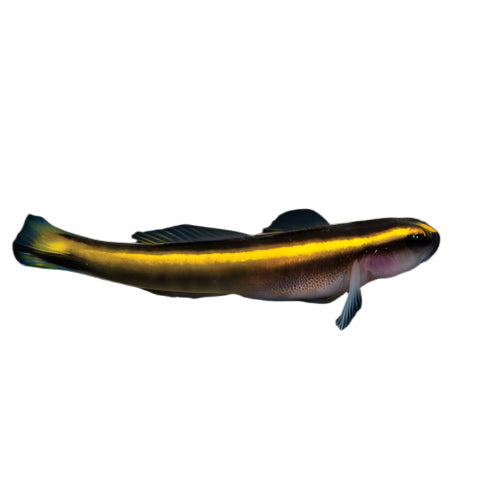 ORA Yellowline Goby